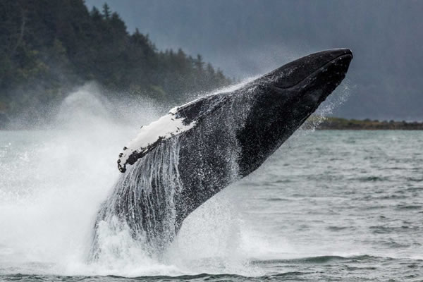 Tour Packages - Juneau Private Tours